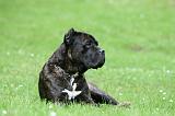 CANE CORSO 1249